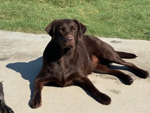Annie, a Cozy Acres Labrador