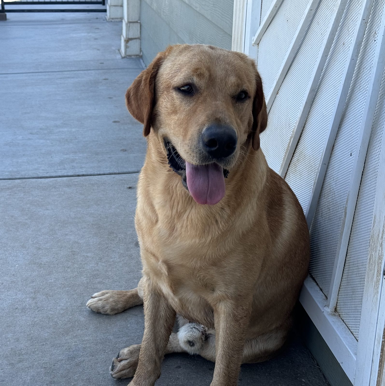 Blaze, a Cozy Acres Labrador, sitting on a porch