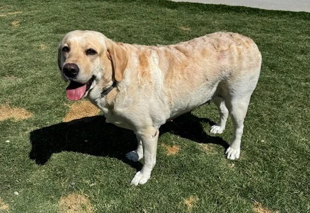 Charley, adult Labrador available for adoption