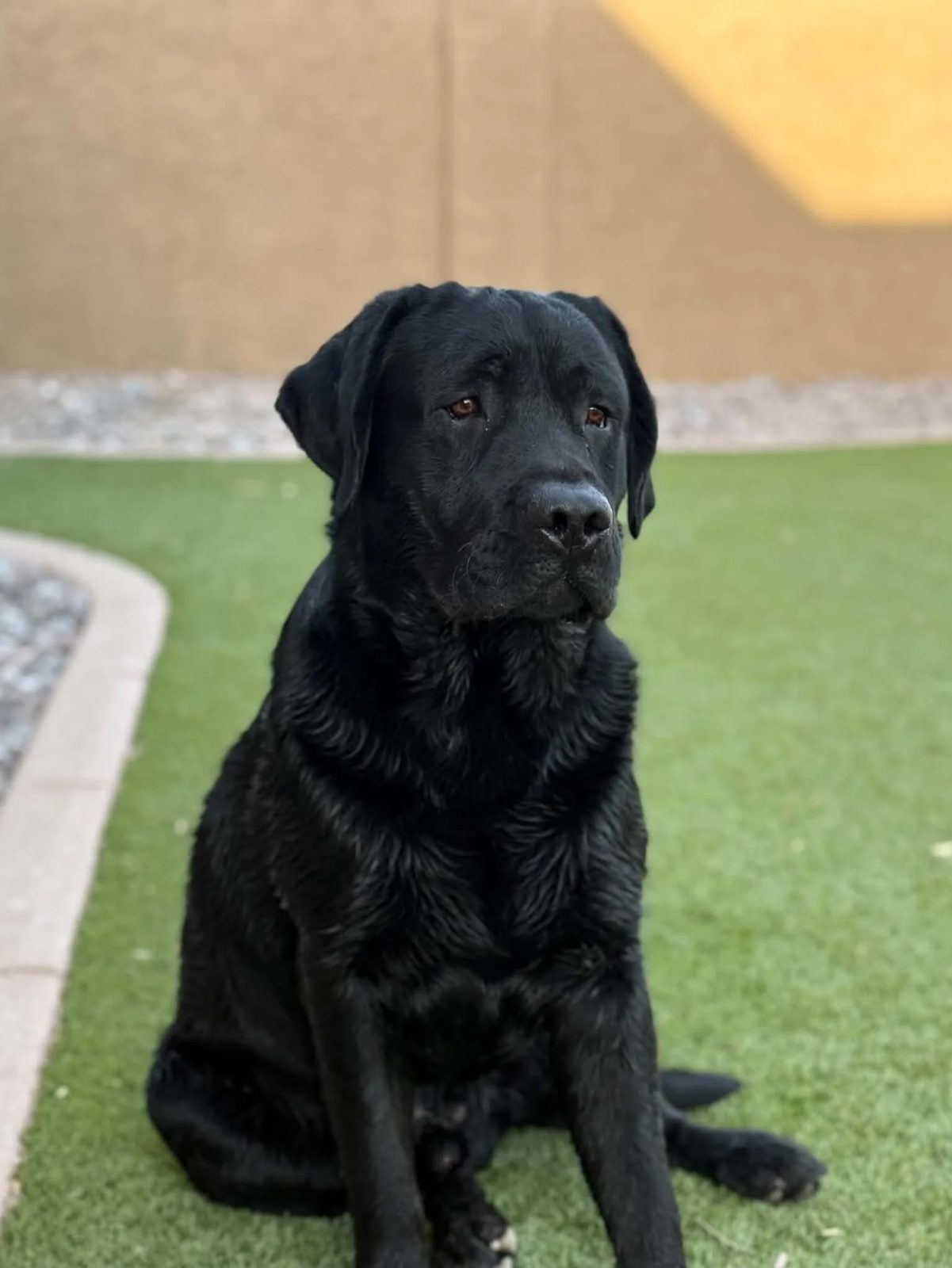 Creed, sire of the Stormy × Creed litter