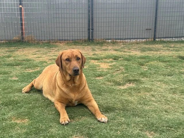Izzy, a Cozy Acres Labrador, lying on the grass