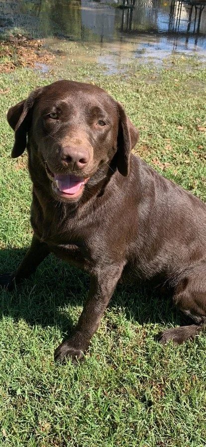 Jewel, retired Cozy Acres parent