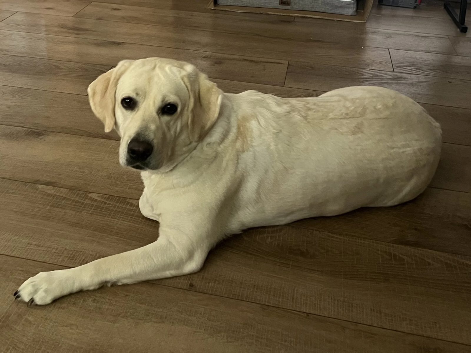 Poppy, a Cozy Acres Labrador, lying on a wood floor