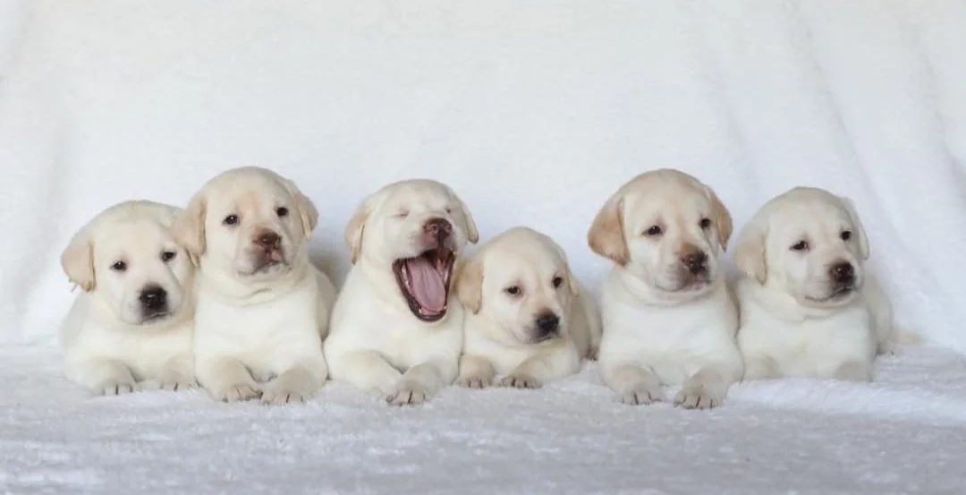 A row of Cozy Acres Labrador puppies on a blanket