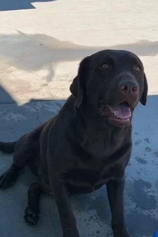 Rocky, a Cozy Acres Labrador
