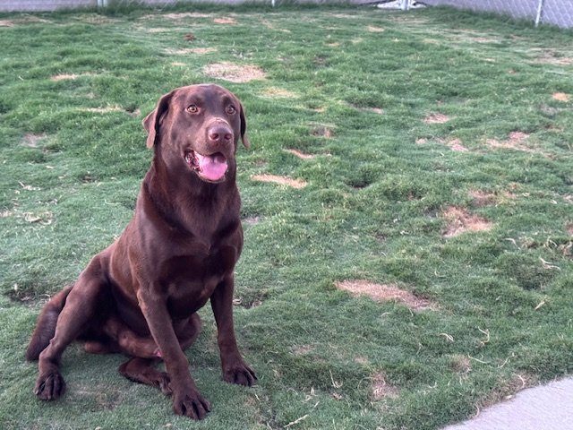 Rocky, adult Labrador available for adoption